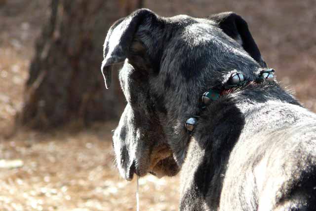 Tips for treating excessive drooling