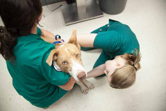 Time to visit a vet