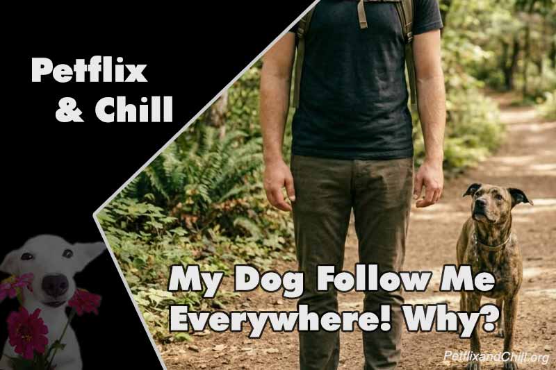 Why Does My Dog Keep Scratching? The Top 7 Culprits Revealed