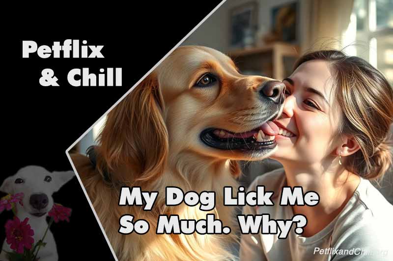 Why Does My Dog Keep Scratching? The Top 7 Culprits Revealed