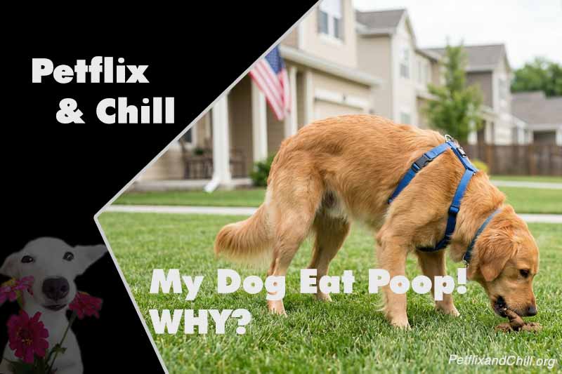 Why Does My Dog Keep Scratching? The Top 7 Culprits Revealed
