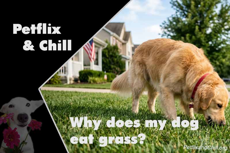 Why does my dog eat grass?
