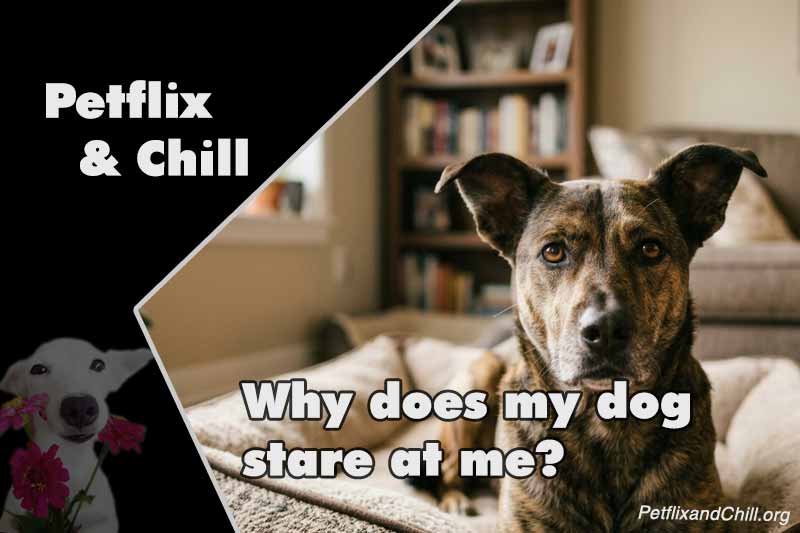 Why Does My Dog Keep Scratching? The Top 7 Culprits Revealed
