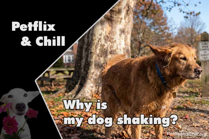 Why Does My Dog Keep Scratching? The Top 7 Culprits Revealed