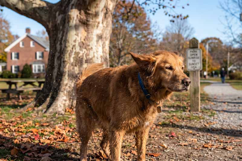 Why is my dog shaking? What to Do If You Suspect Poisoning